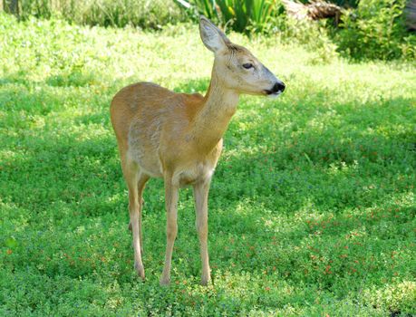 deer doe standing in forest