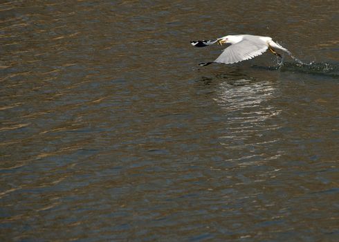 A ring-billed seagull in flight across a body of water.