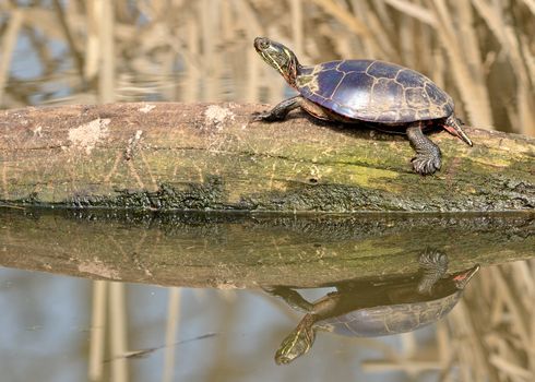 A painted turtle perched on a log in a marsh.