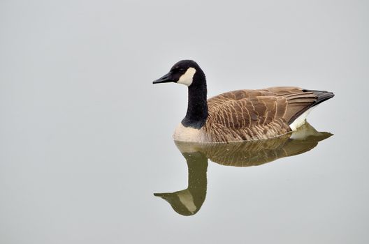 A Canada goose floating in a body of water.
