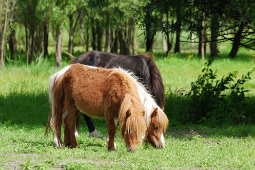 pony horses in pasture