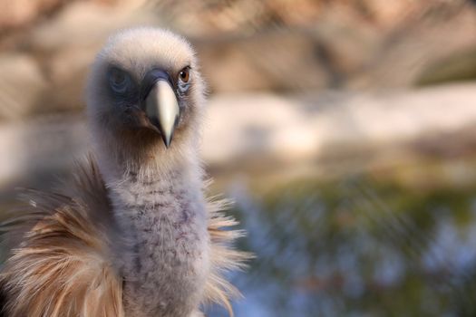 half portrait of a griffon vulture, Gyps fulvus,