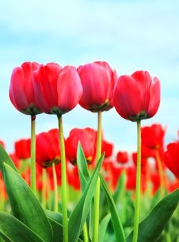 tulip flowers closeup image and blue sky
