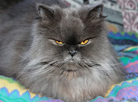 smoky Persian cat lying on the sofa