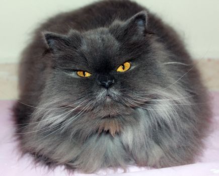 Portrait of smoky gray Persian cat on a white background