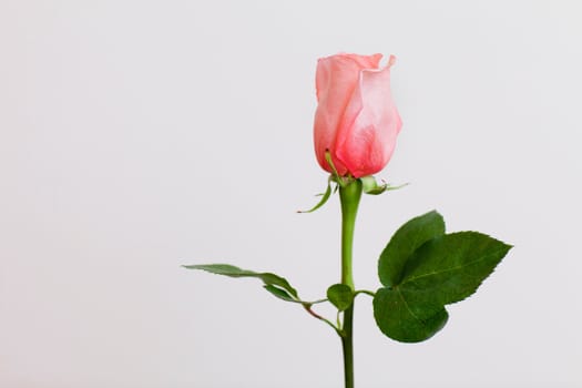 a beautiful rose by the wall
