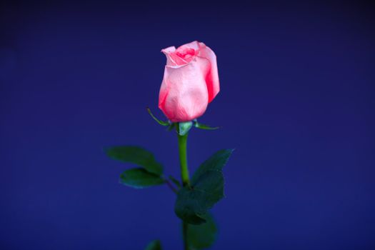 a beautiful rose by the wall
