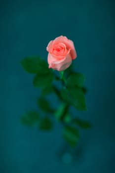 a beautiful rose by the wall