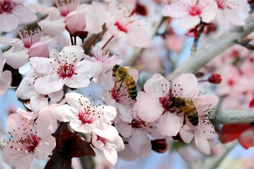 bees collect nectar from a flowering peach tree