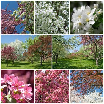 Spring garden. Beautiful blooming trees with white and pink blossom.
