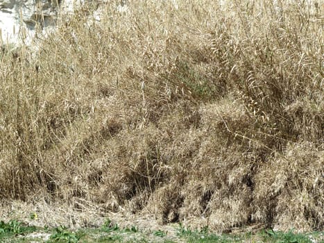 dried grasses before new growth starts