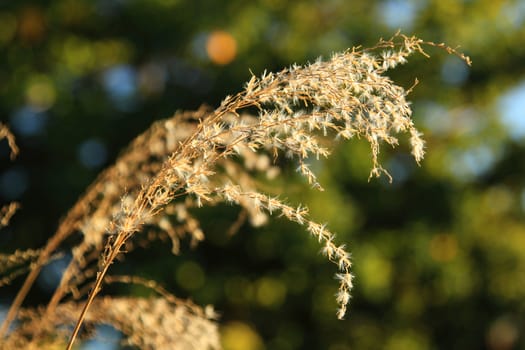 Photo of dry plants ober green background