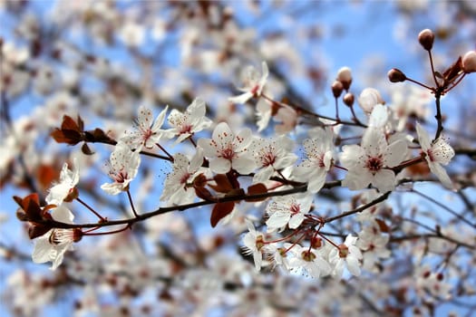 beautiful flowering tree  as floral background