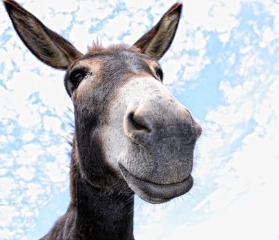 Comical  looking donkey looks in the cam with fun