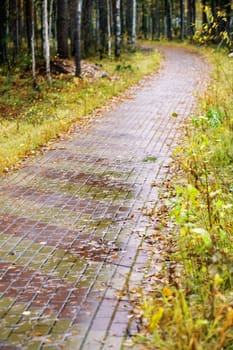 lane covered with yellow foliage in city park in the autumn afternoon