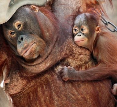 orang utan mother and her little baby