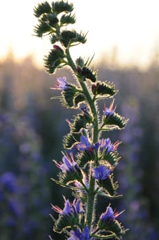 Flower in front of bright sky