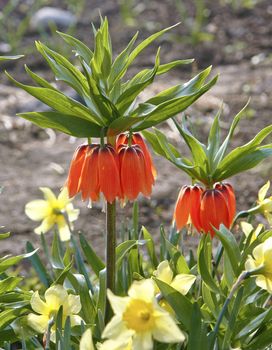 flowering red flowerses fritiliaria on flowerbed at may solar day