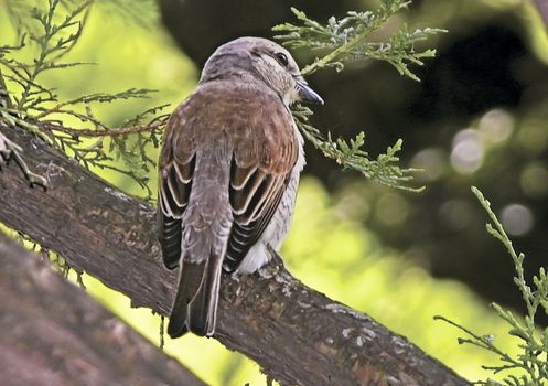 bird севшая on branch in coniferous wood year at night