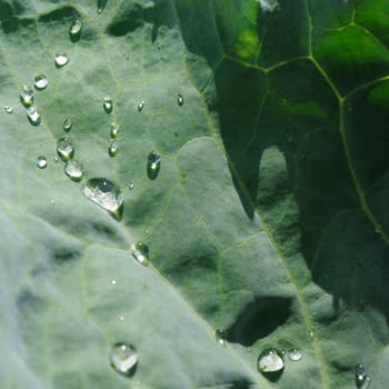 Drops on a leaf of cabbage