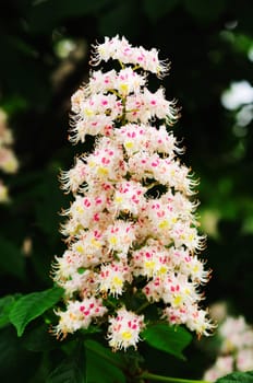 chestnut blossom cluster
