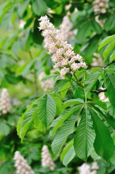 Chestnut blossom cluster in bright foliage
