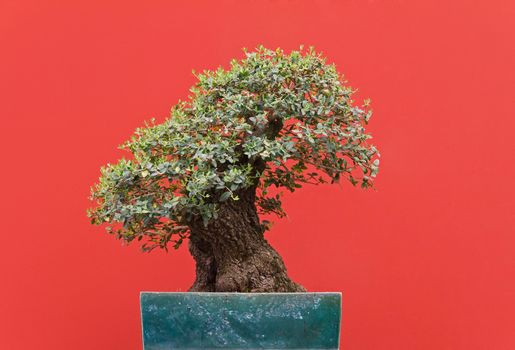 very old Zelkova bonsai over red background