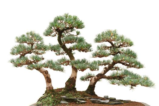 beautiful bonsai tree isolated on white background