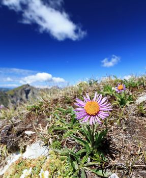 Alpine flora in Dolomites mountain on a sunny day