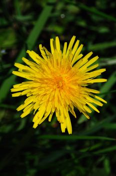Coltsfoot Flower om backgrounf of green grass