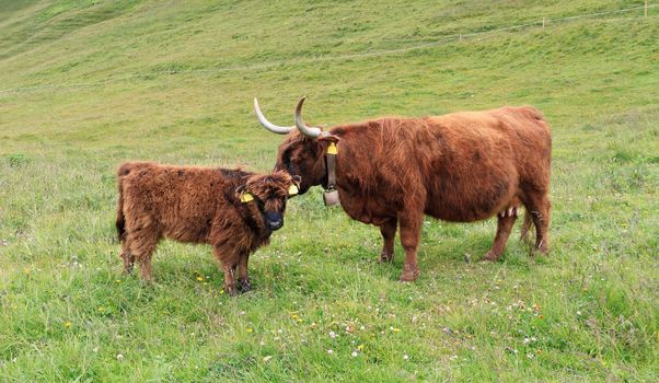 highland cow with small calf on alpine pasture