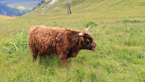 brown highland cow free on  high alpine pasture