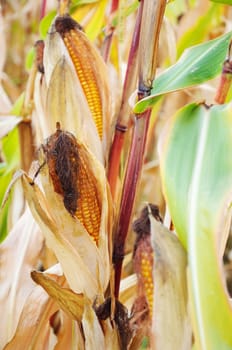 Corn On The Cob growing on the plant
