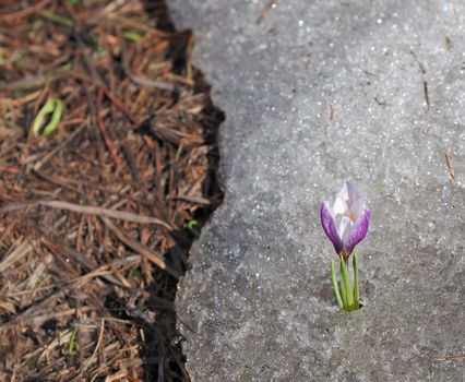 Early crocus risen from under winter ice
