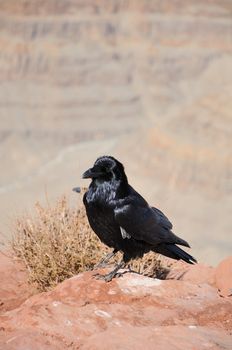 big black crow and mountains far behind