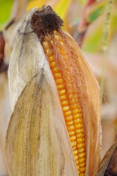 corn cob close-up