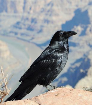 big black crow and mountains bckround