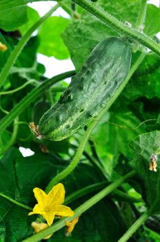 Cucumber and its flower growing