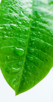 Clouseup green leaf with drops of water. Vertical view