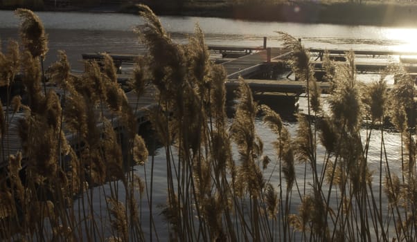 common reed with a lake dock in the background with sunlight and rays from above