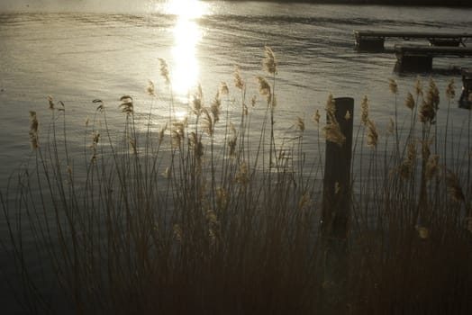 common reed at the docks of a lake in the early morning sunlight