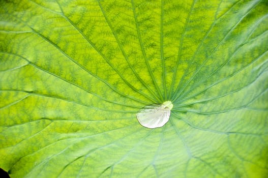 Droplet in a green lotus leaf flower