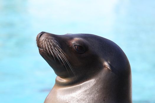 rescuet California Harbor Seal (Phoca vitulina richardsi)