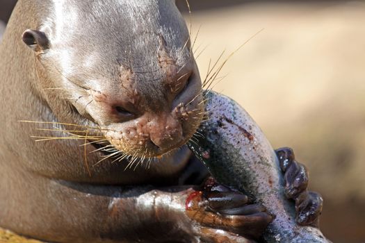 Close up of a Giant Otter (Pteronura brasiliensis) eating a Fish