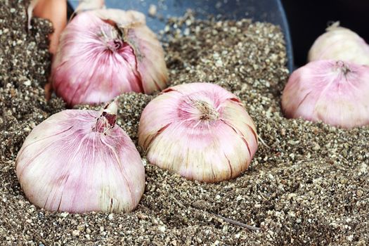 Flower corms or bulbs in potting soil with trowel. 