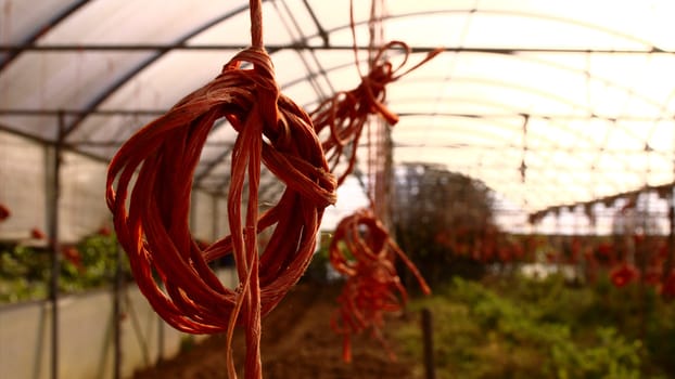 Greenhouse and ropes, in an organic farm.