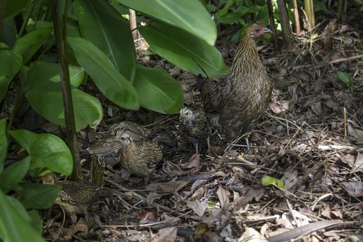Family of wild chicken foraging for food in the forest