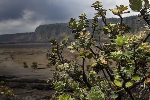 small bush in the middle of the Kahaualea crater