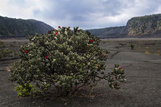 small bush in the middle of the Kahaualea crater