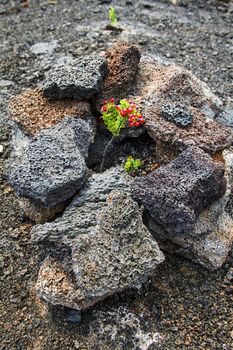 Small red berry in the middle of volcanic rock 